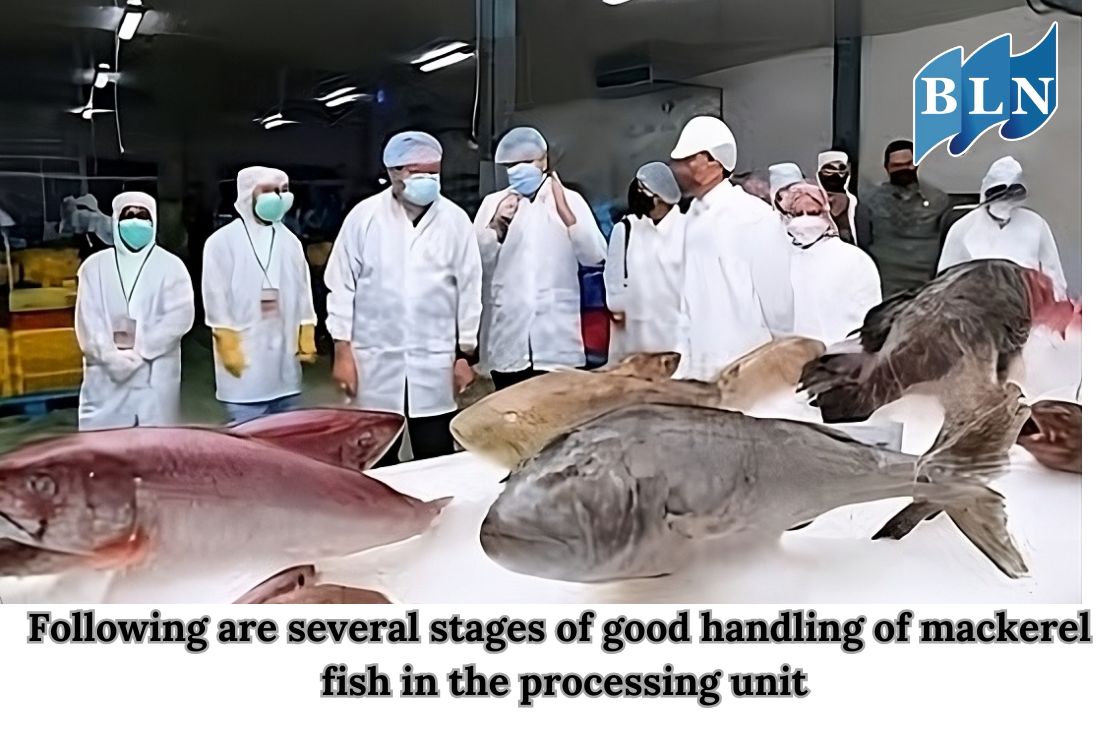 Following are Several Stages of Good Handling of Mackerel Fish in the Processing Unit